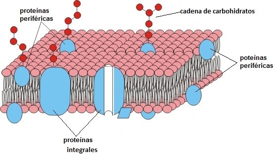 MODELO MOSAICO FLUIDO - A célula
